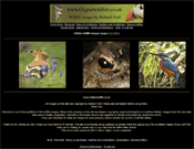 Digital Wildlife